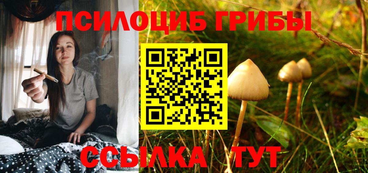 Галлюциногенные грибы Psilocybine cubensis Ахтубинск